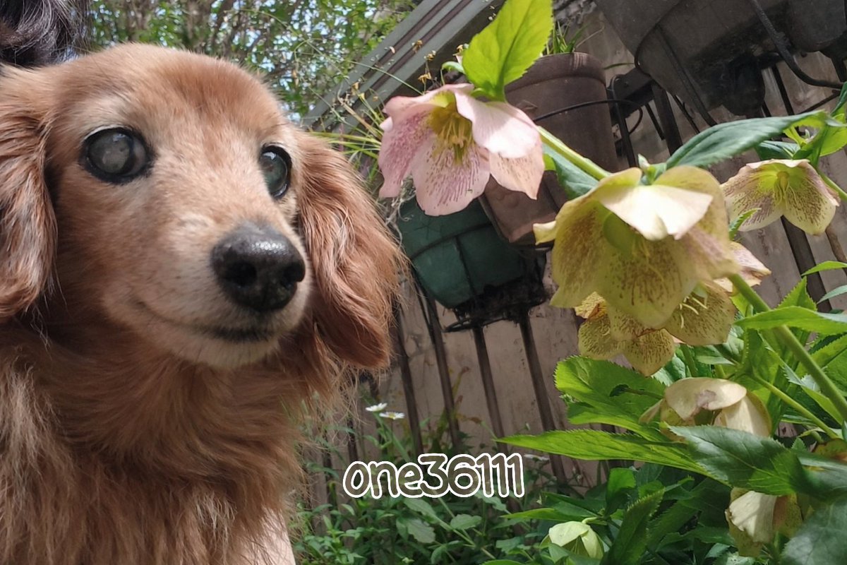 さぶろう・ザ・じぇんとるまん tweet media