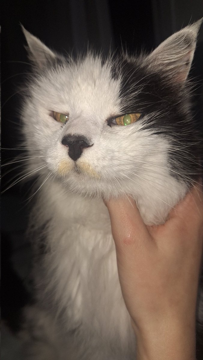 tyrannus melancholicus tweet media