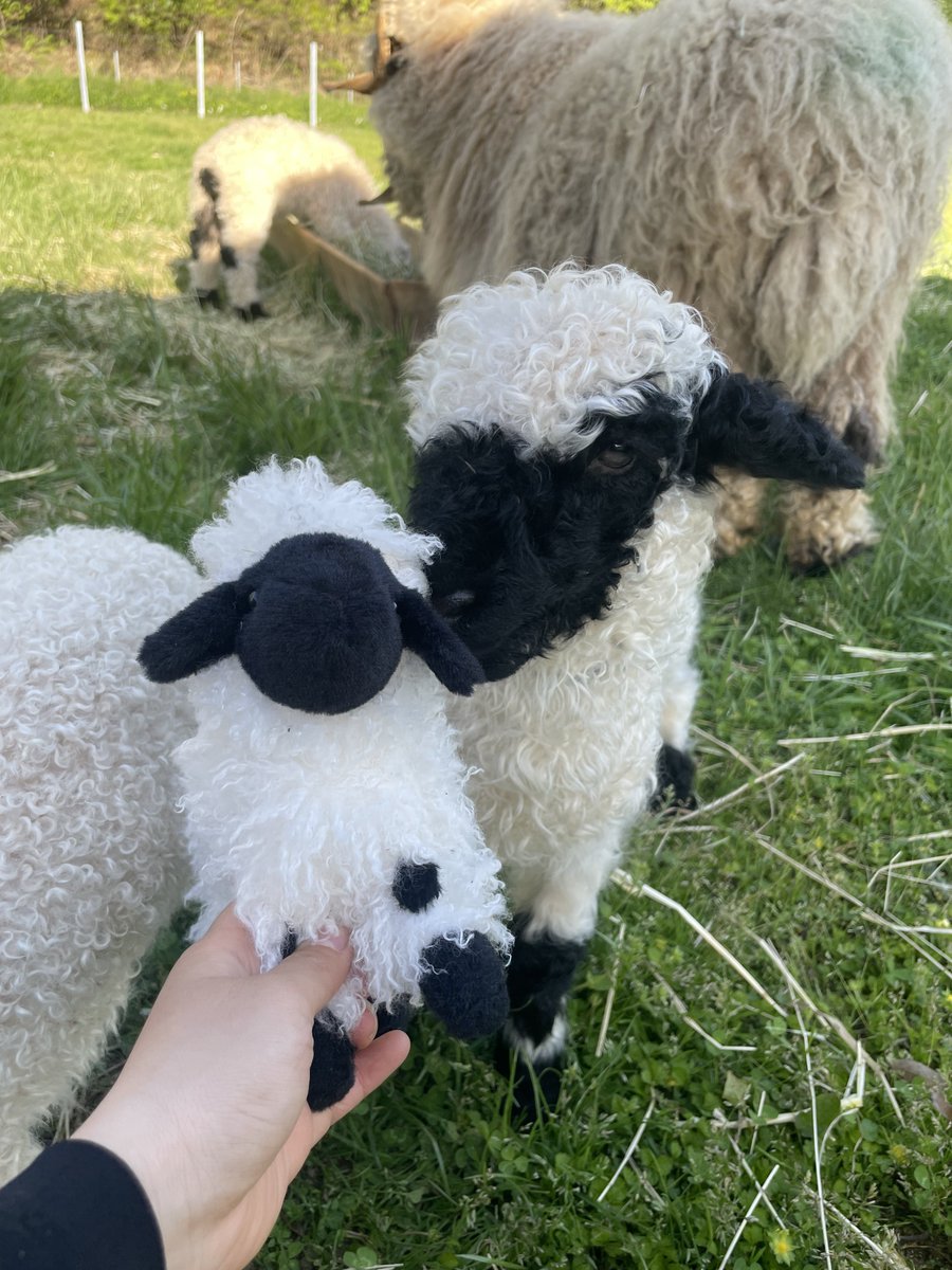 ローザンベリーどうぶつがかり tweet media