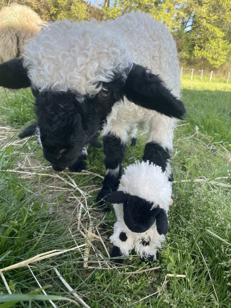 ローザンベリーどうぶつがかり tweet media