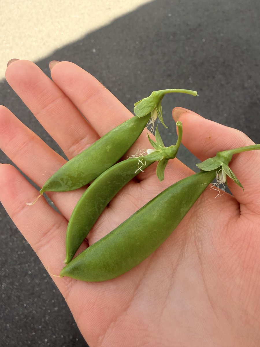 ももか tweet media