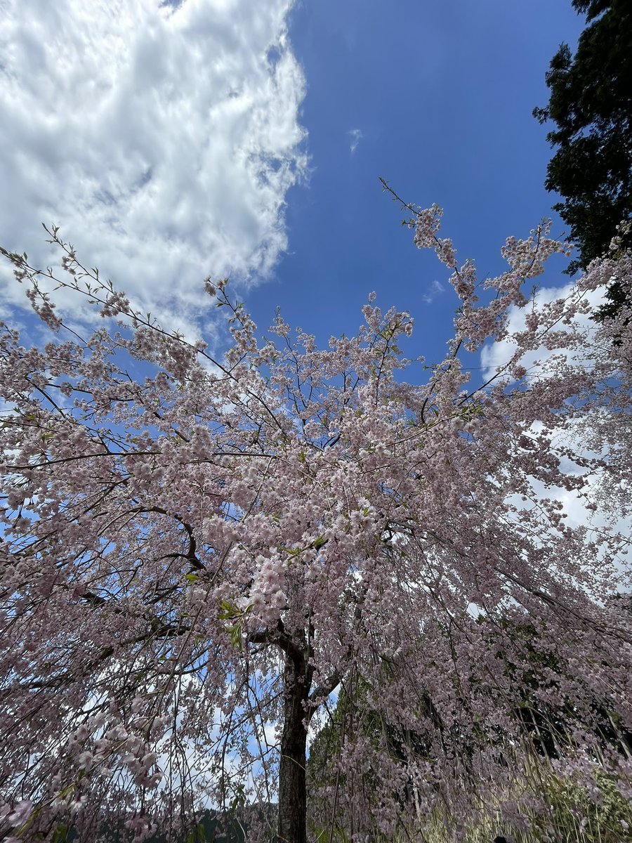 Fujimoto_N 9月帰任、再出発 tweet media