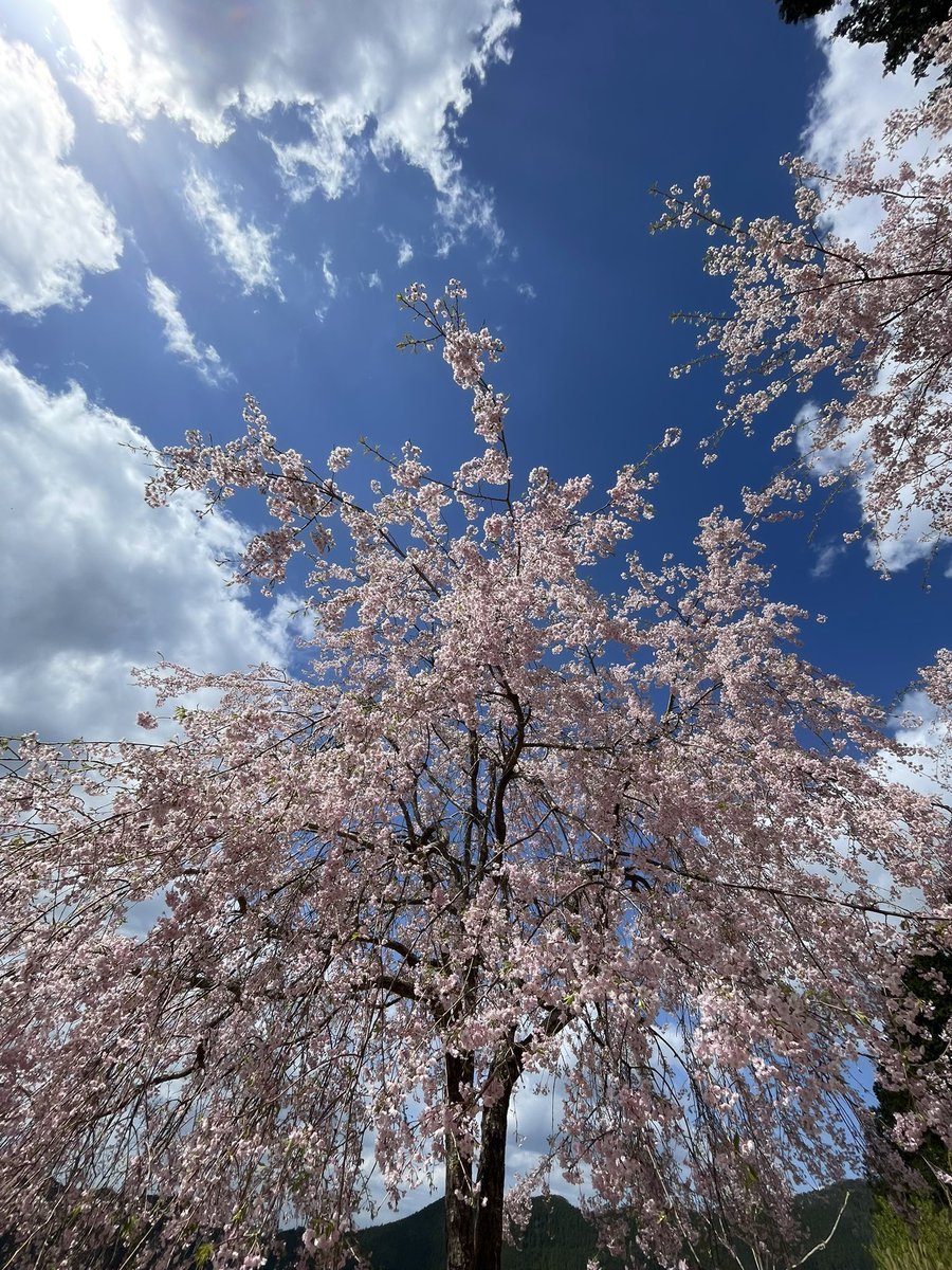 Fujimoto_N 9月帰任、再出発 tweet media