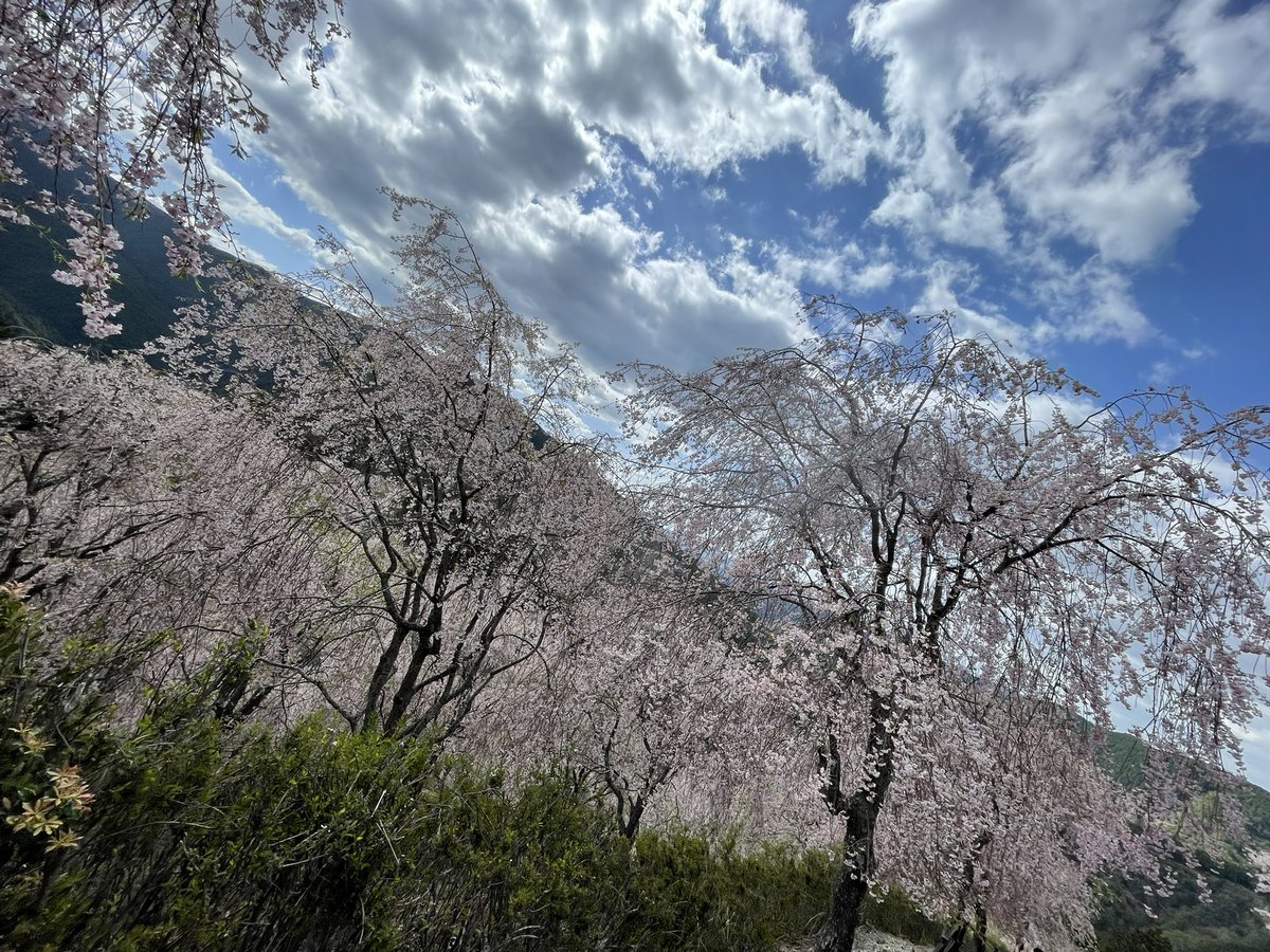 Fujimoto_N 9月帰任、再出発 tweet media