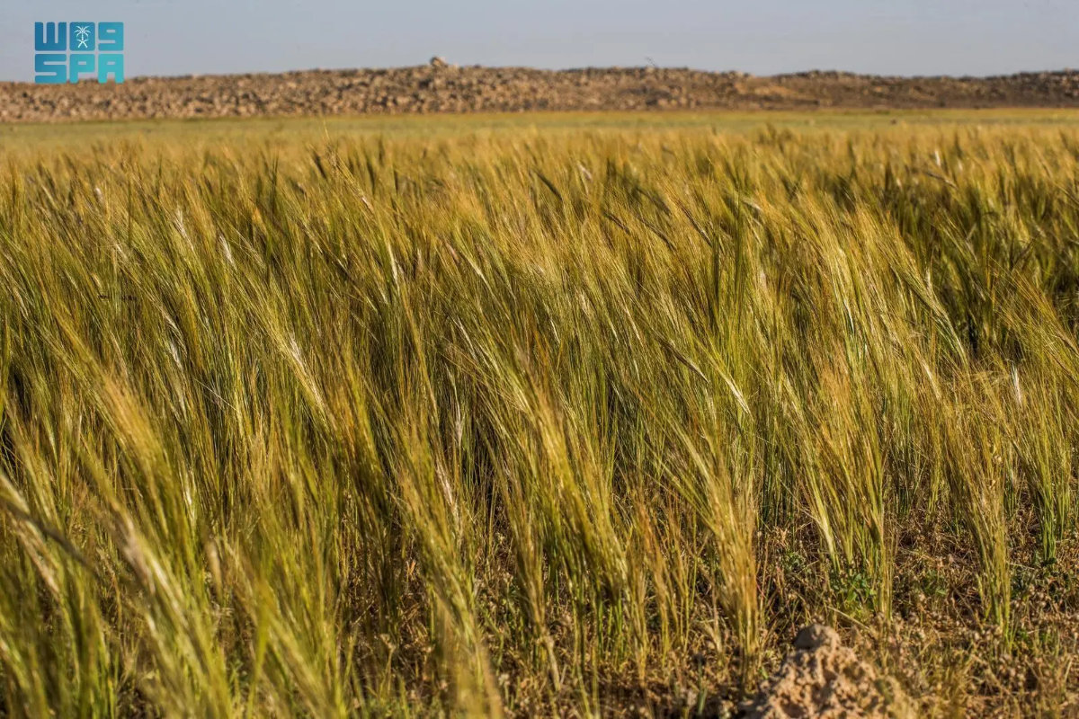 arabnews's tweet photo. Seasonal rainfall has transformed parts of #Saudi Arabia’s #NorthernBorders region into a sweeping natural tapestry, as the native grass Stipa capensis spreads across valleys and plains west of #Rafha. https://t.co/lmYXpy29D2 https://t.co/0HR2PvjaxY
