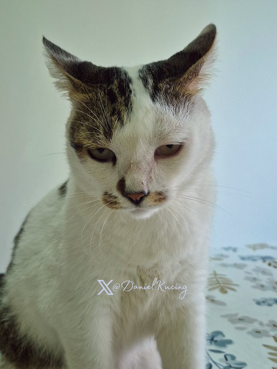 DanielKucing's tweet photo. Ready for violence 😈 https://t.co/rHYho8CKTL