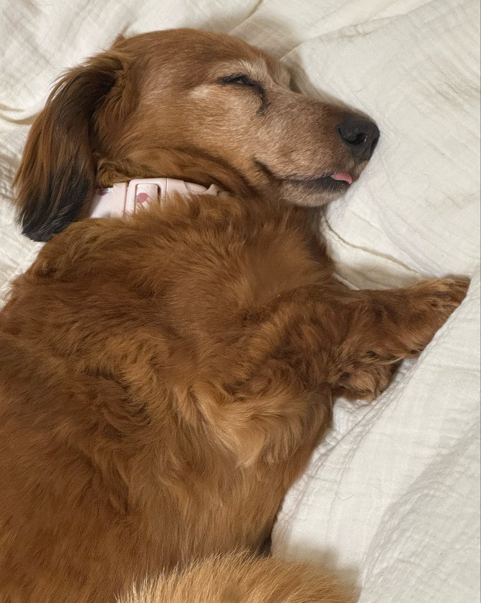 🐕💤💤💤