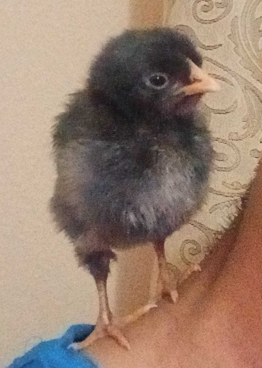 Regius.art tweet media