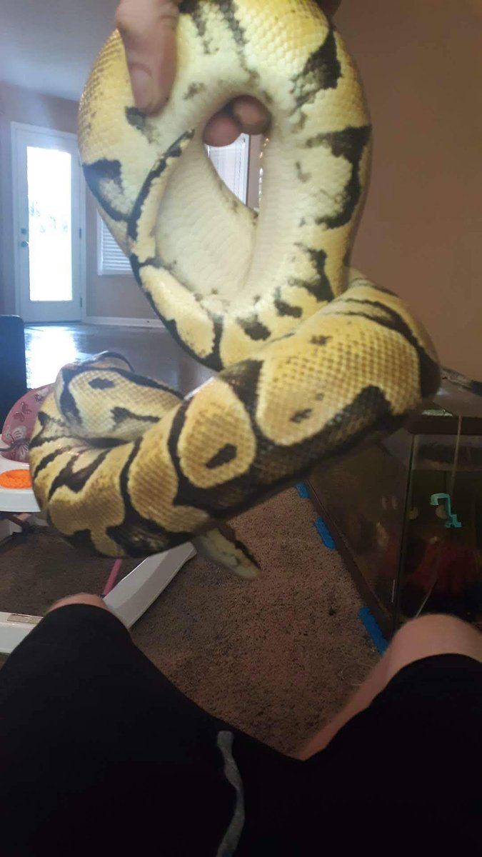 gws2ND's tweet photo. Look at that big snake RIP hydra https://t.co/TOoy1SBZom