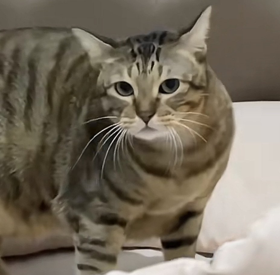 el kinda ia tweet media