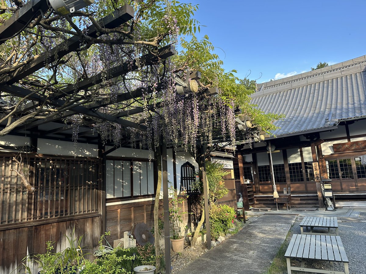 住職が頑張ってる藤です💜昨年はちょっと寂しかったけど、今年はたくさん花をつけてくれました💜泉涌寺や戒光寺界隈は人も少なくて静かでお参りいただくには最高の環境ですよ🙏
………どうかと思うけど😭