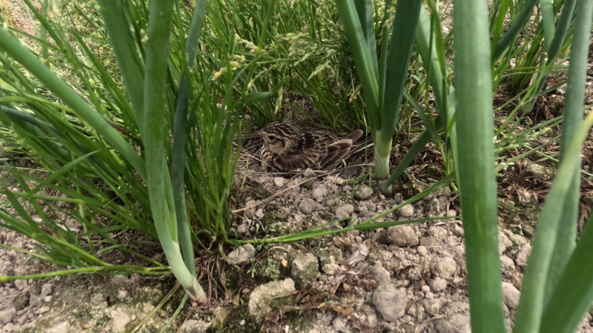 n_8000a's tweet image. ニンジン畑の引き込みとカボチャを植える畑、15アール程度をなんとか耕し完了☺️今朝仕掛けた隠し撮りカメラのチェック！📸憑ってました！！☺️タイムラプスで☺️

#GoPro
#タマネギ
#子育て