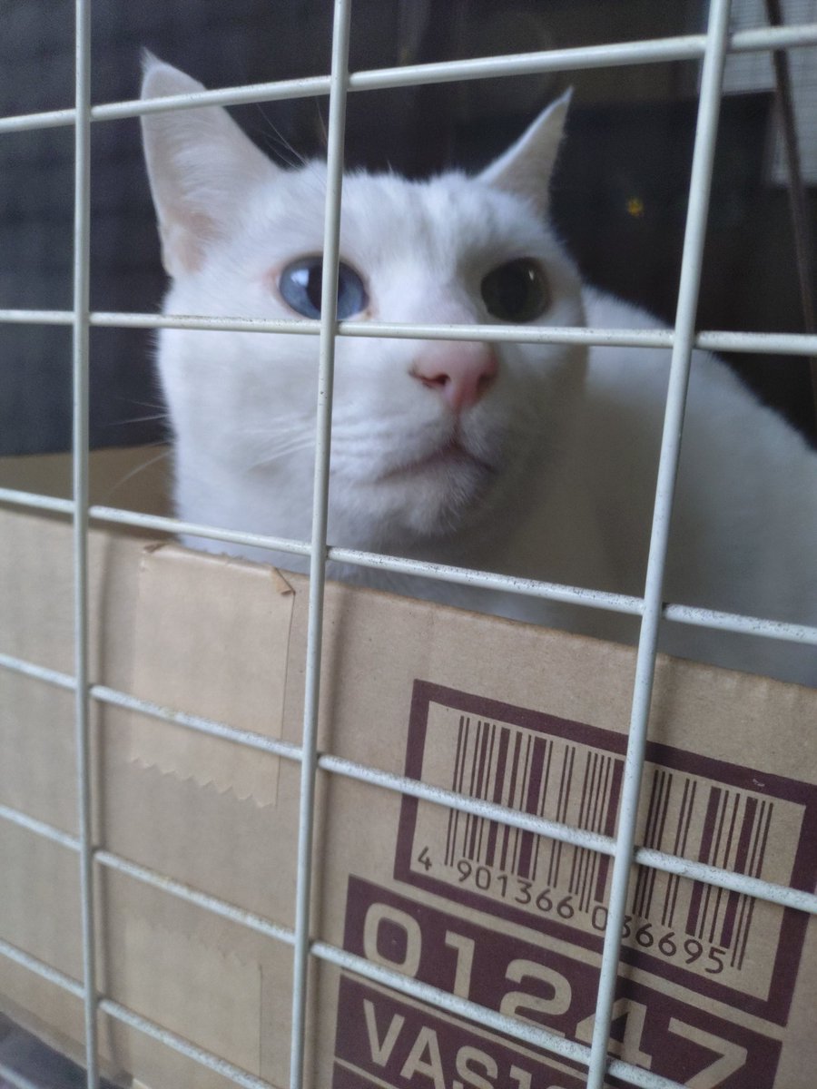 ゴンベエ tweet media