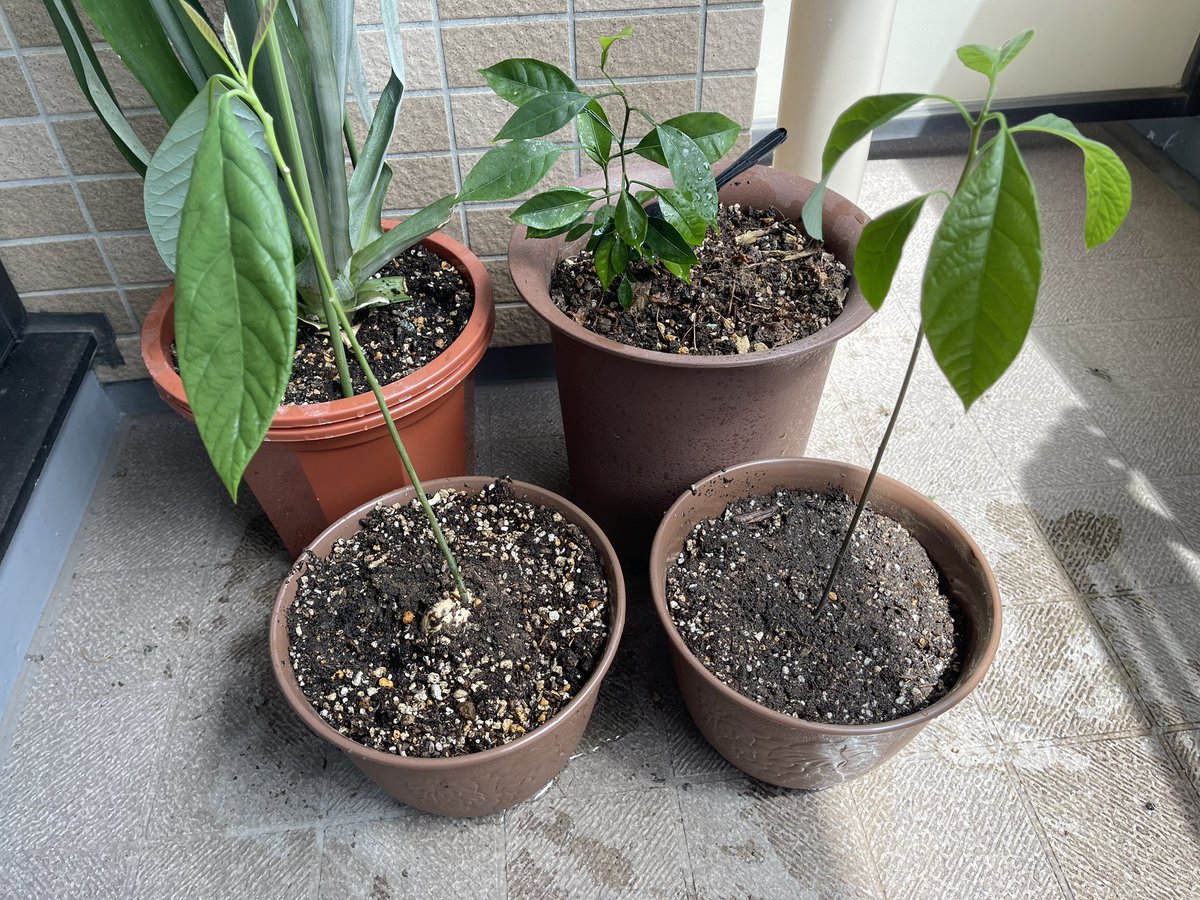 OHASHI Osamu tweet media