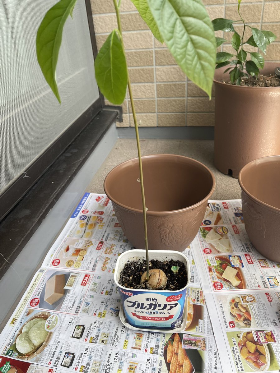 OHASHI Osamu tweet media