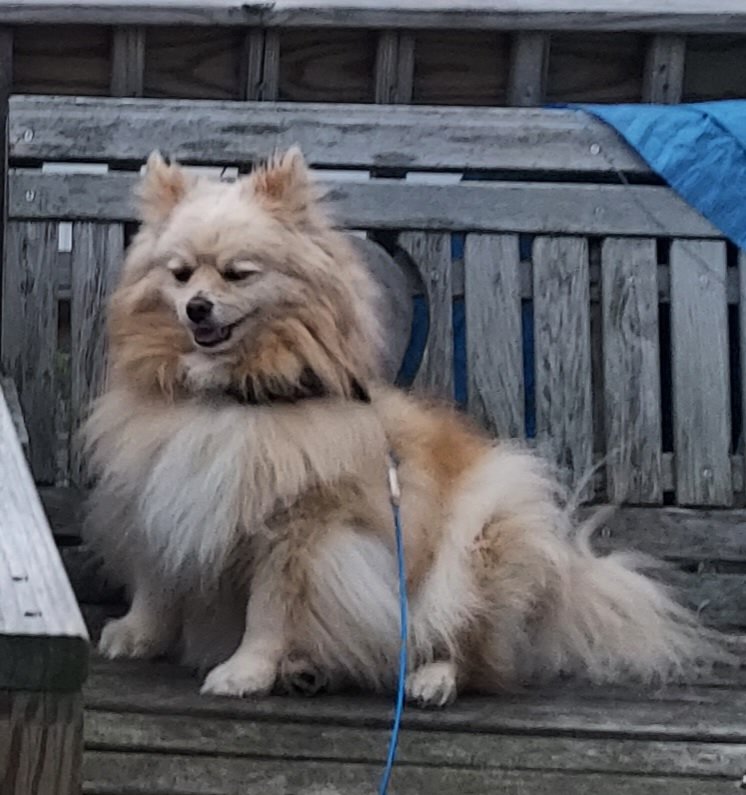sunsetbayus's tweet photo. Benji loves to outside on the glider.  One happy boy. https://t.co/slZYHbsJ6Y
