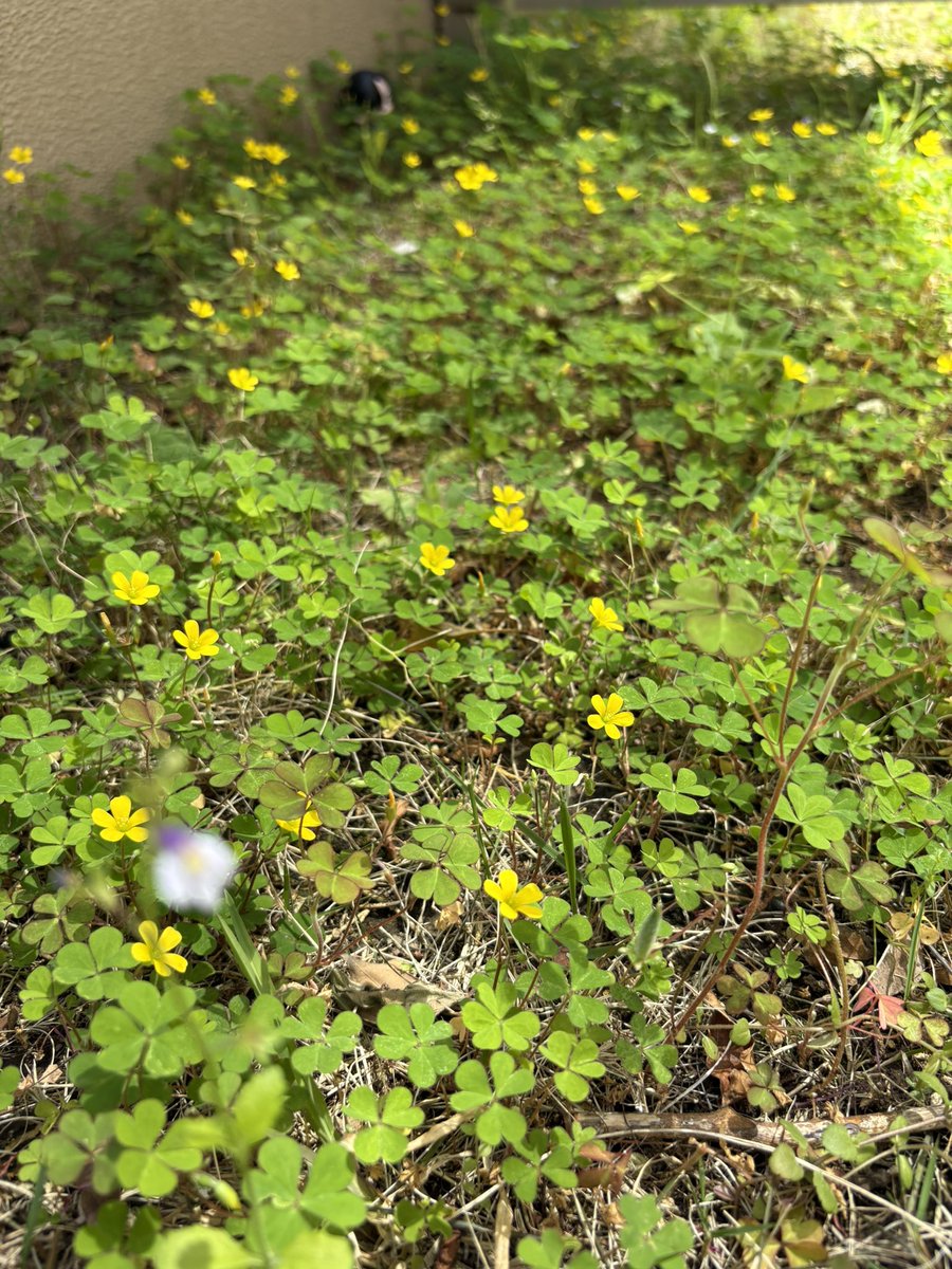 moco.🌼 tweet media