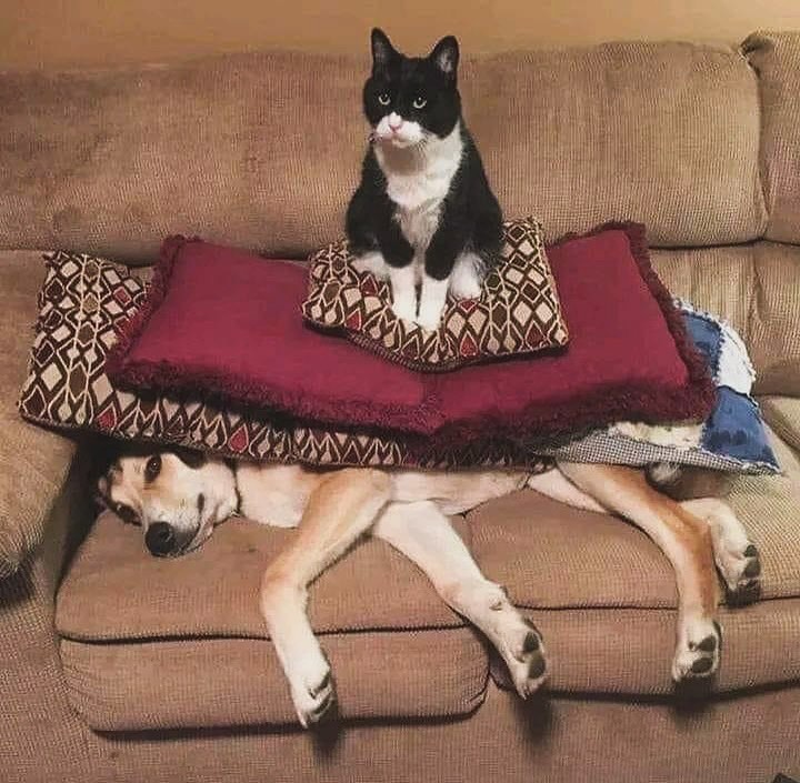 Punch Cat tweet media