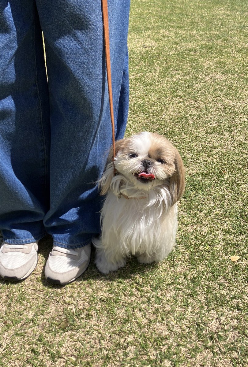 小顔シーズーこまちゃん tweet media