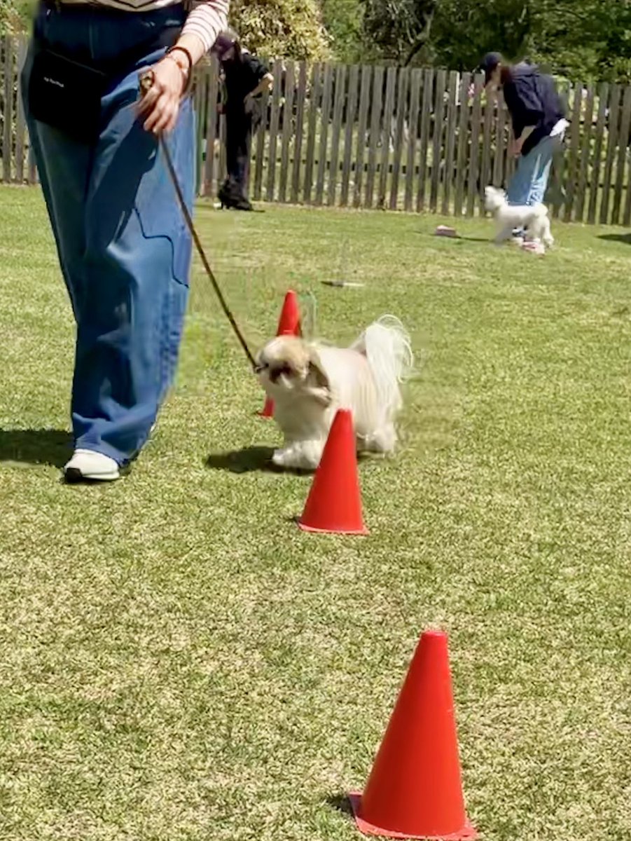 小顔シーズーこまちゃん tweet media