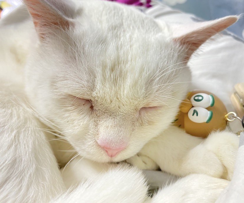 にゃあもん tweet media