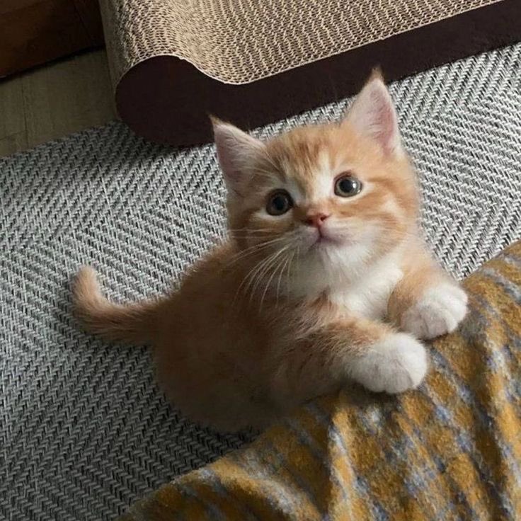 sorsor🐈 tweet media