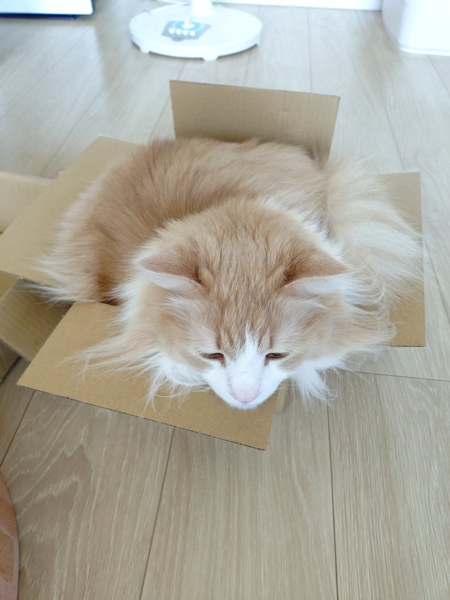 acryla_A's tweet photo. 箱いっぱいのねこ https://t.co/RPucvKzmZ2