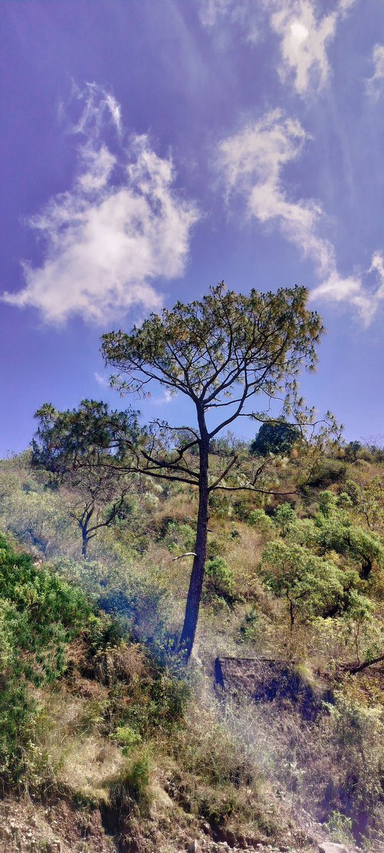 MrDSharma's tweet image. #Tree with a single attitude
Needs some solid ground 🤘🙏

#single #Photography #Nature