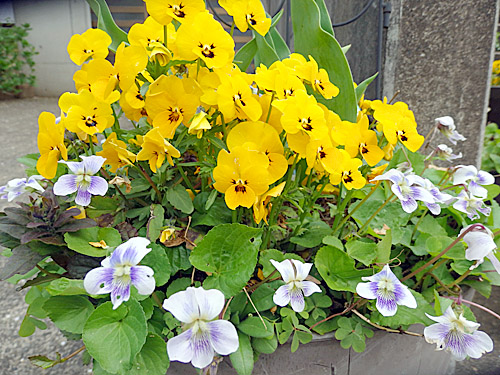 こども生活クラブ tweet media