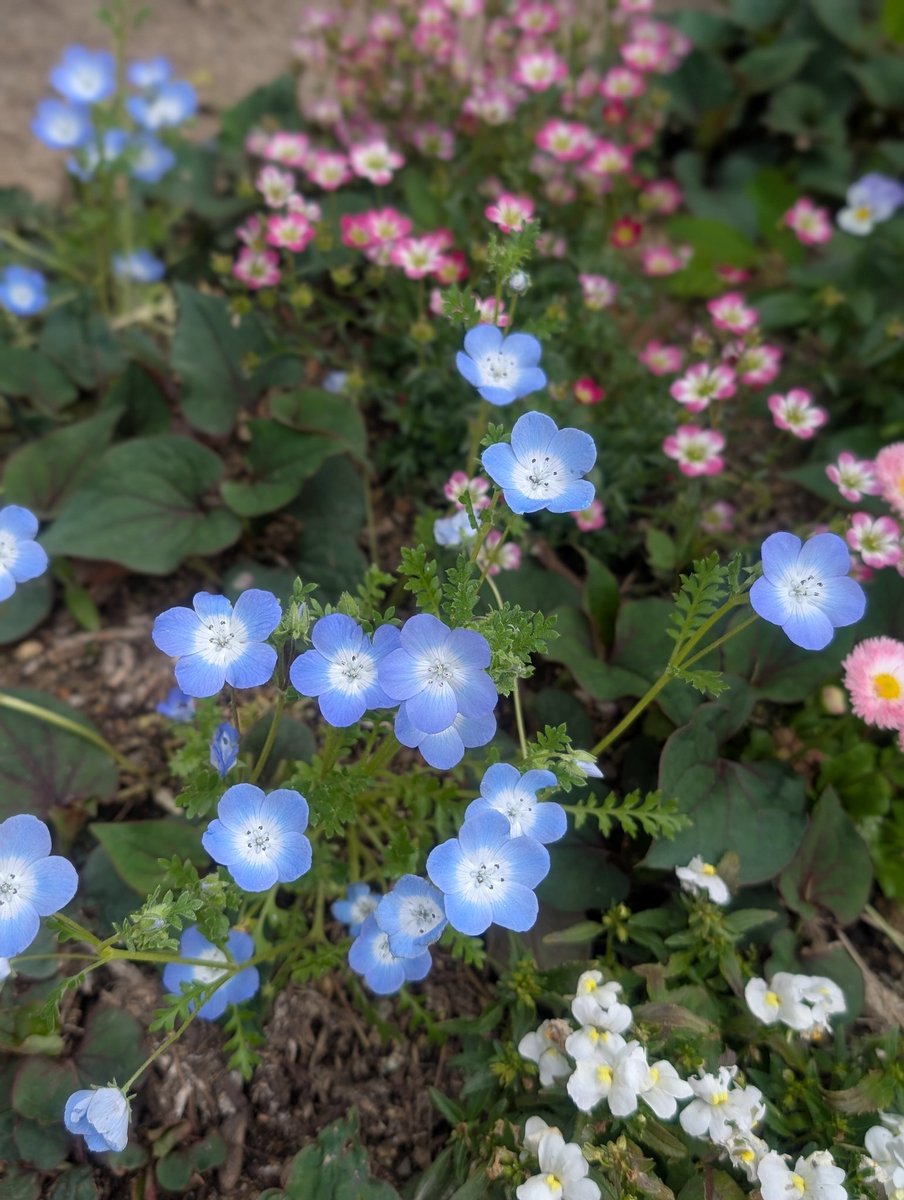 本日2回目の稽古でした。
場所は本番の会場でしたー。
お庭に咲いているネモフィラさんをパシャリと