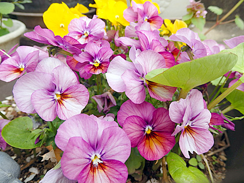 こども生活クラブ tweet media