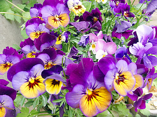 こども生活クラブ tweet media