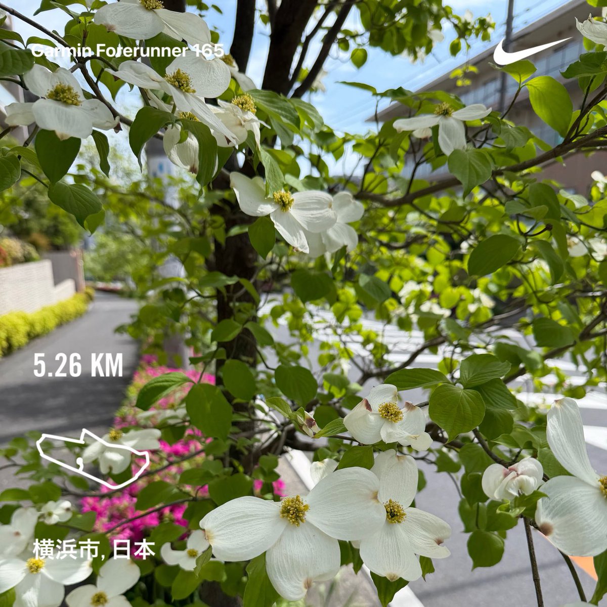 sixstar_jp's tweet photo. 今日はラン日和☀️
やまぼうしやつつじも綺麗
#running #jogging
#ランニング #ジョギング
#やまぼうし https://t.co/ZPLsD5PCvW
