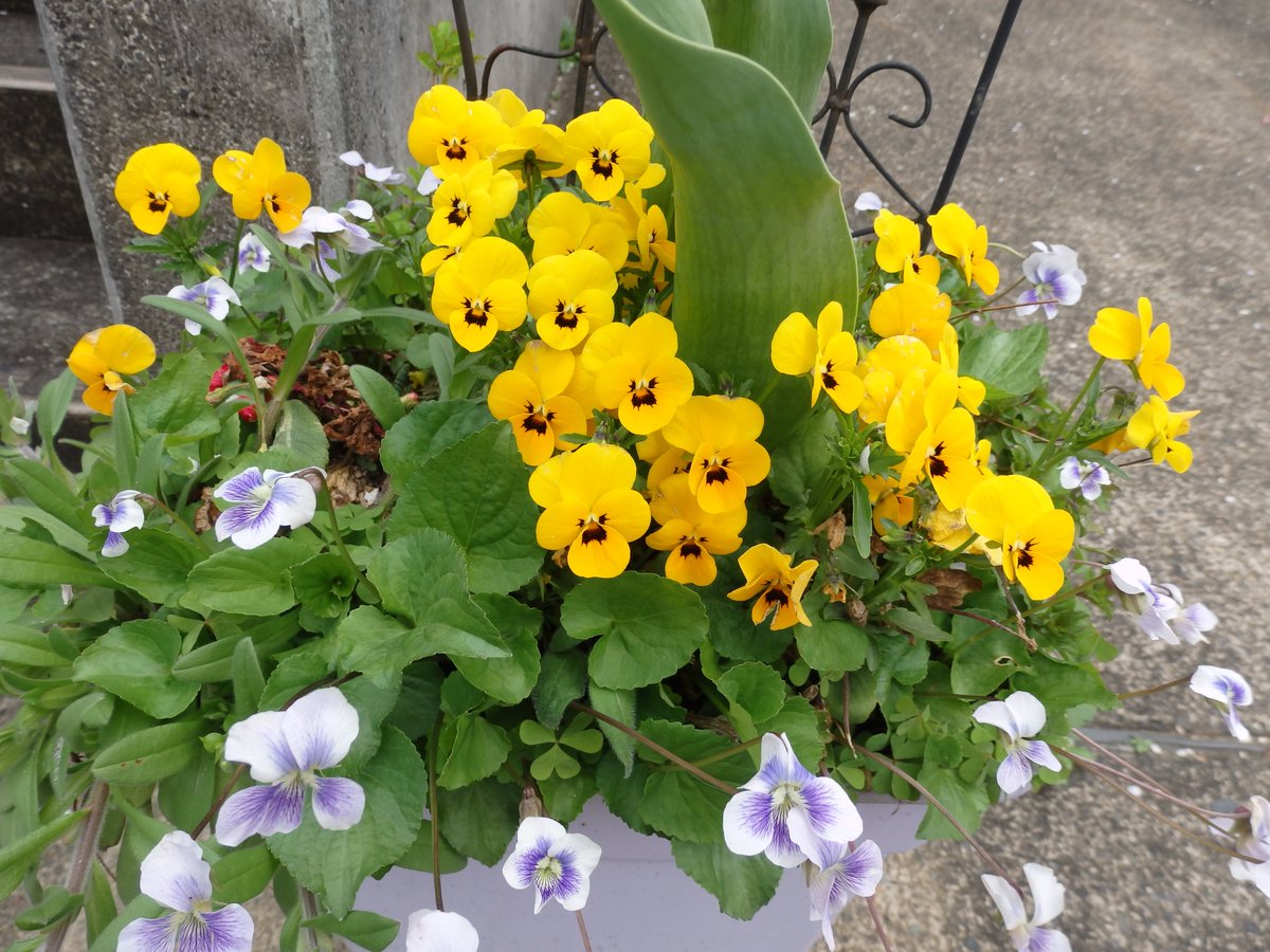 こども生活クラブ tweet media