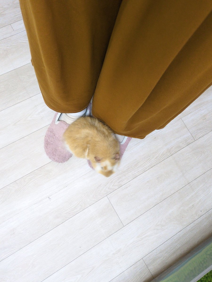 1ykbro1COSPvWRs's tweet image. モルモットが離してくれません🐹
可愛くて動けない( ；∀；)
#小動物
#ペット
#癒し
#ぷいぷい