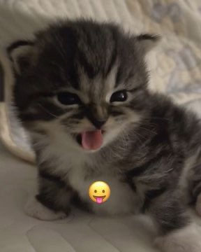 popular cat post tweet media