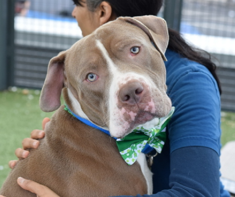 Jazzstew34's tweet image. ⚠️Surge Needs an Offer / At Risk Surge is an 81 lb 4-year-old healthy boy described as ✨81 lbs of perfection✨with a heart even bigger than his body.

Volunteers call him a sweet, mellow guy who is walkable even by newest volunteers. He’s social with handlers, loves training,