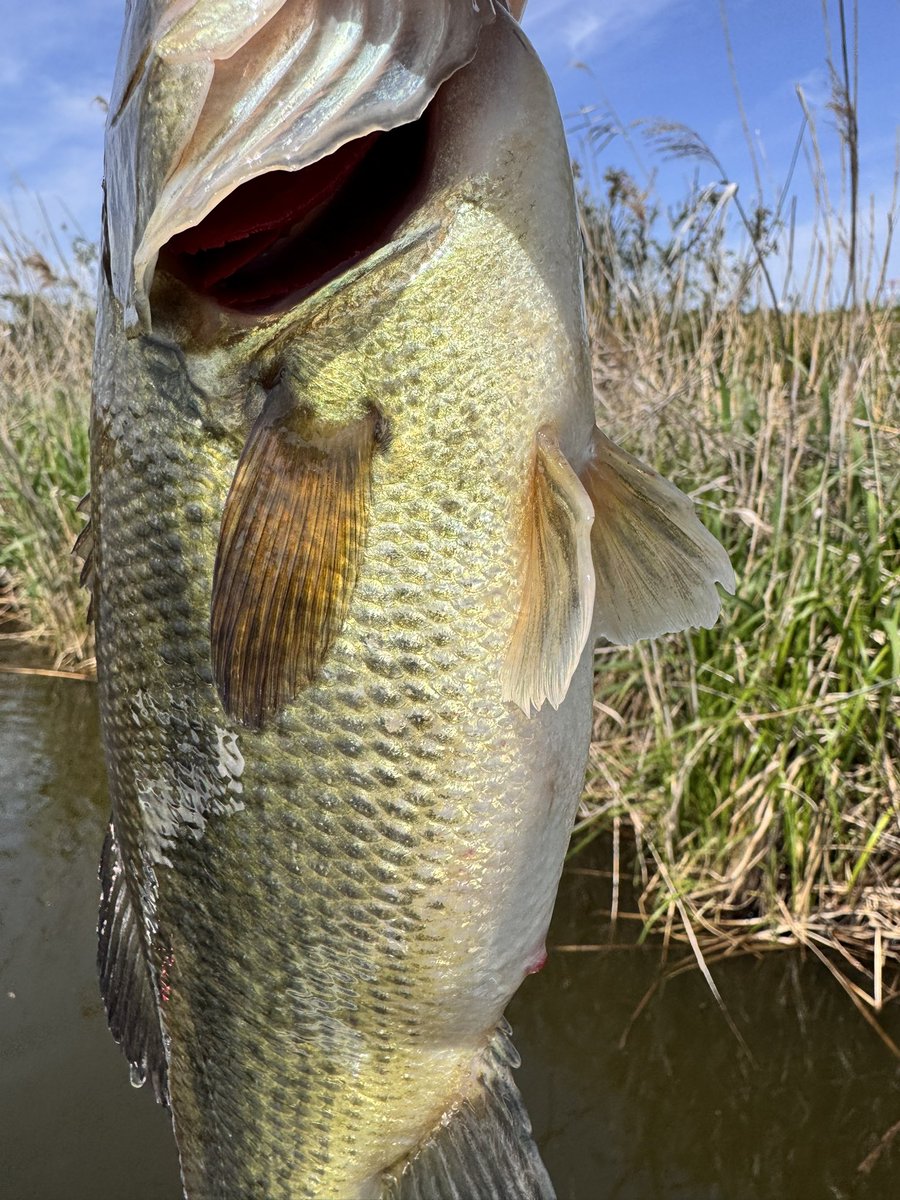 SAKANA Magazine tweet media