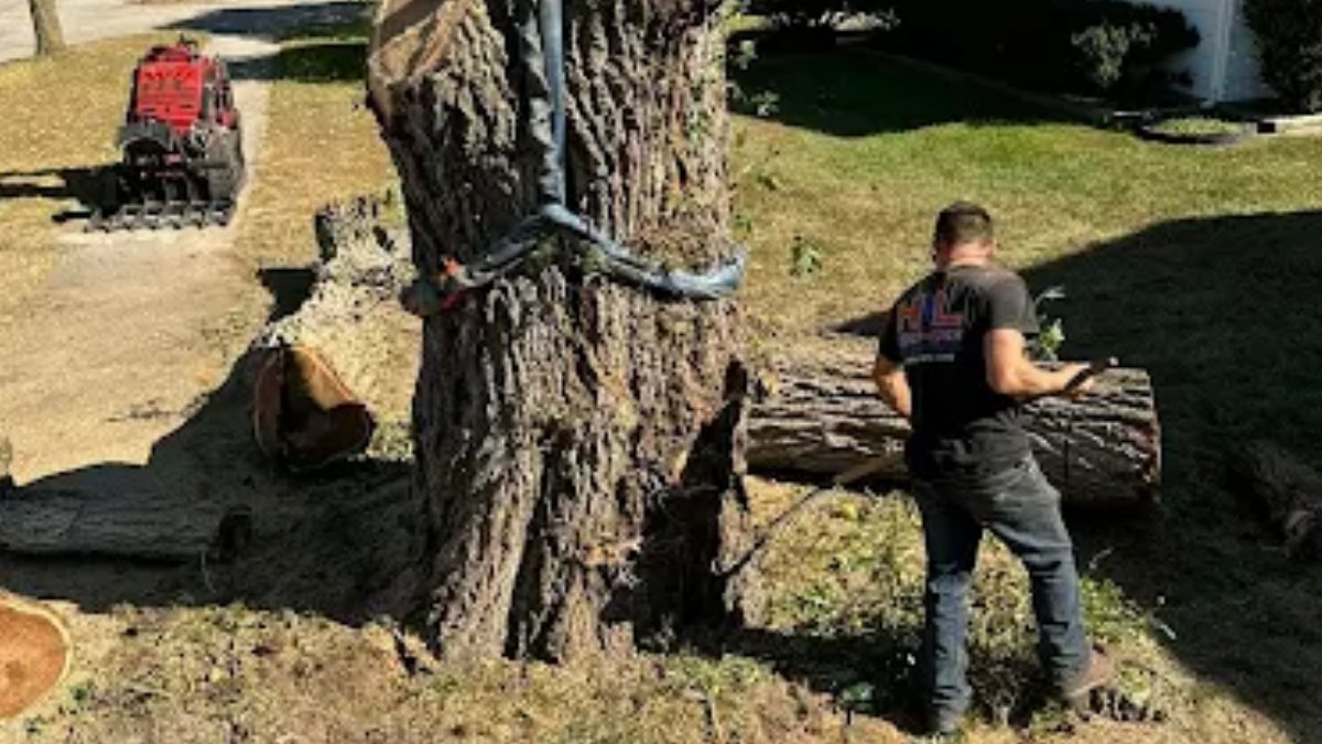 highlinecrane's tweet image. What Is Tree Cabling and When Do You Need It?

Tree cabling helps support weak branches before they break. It reduces risk while keeping the tree standing strong. Highline Tree Service installs cabling to protect your home and property.

#TreeCare #HomeSafety