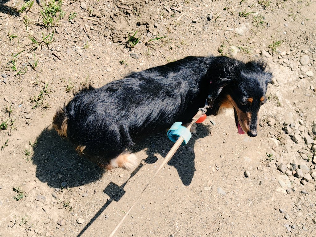 がらす工房(再浮上に向けてd(˙꒳​˙* )ダックス🐕🐾命) tweet media