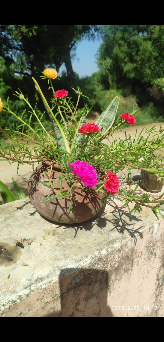 AnchalMahar's tweet image. 🌿 Good Morning 🌿
मिट्टी के इस छोटे से गमले में भी
पूरी प्रकृति मुस्कुरा रही है 🌸
खुश रहने के लिए ज़्यादा नहीं,
बस दिल का सच्चा होना जरूरी है ☀️
#GoodMorning #NatureVibes #Peaceful