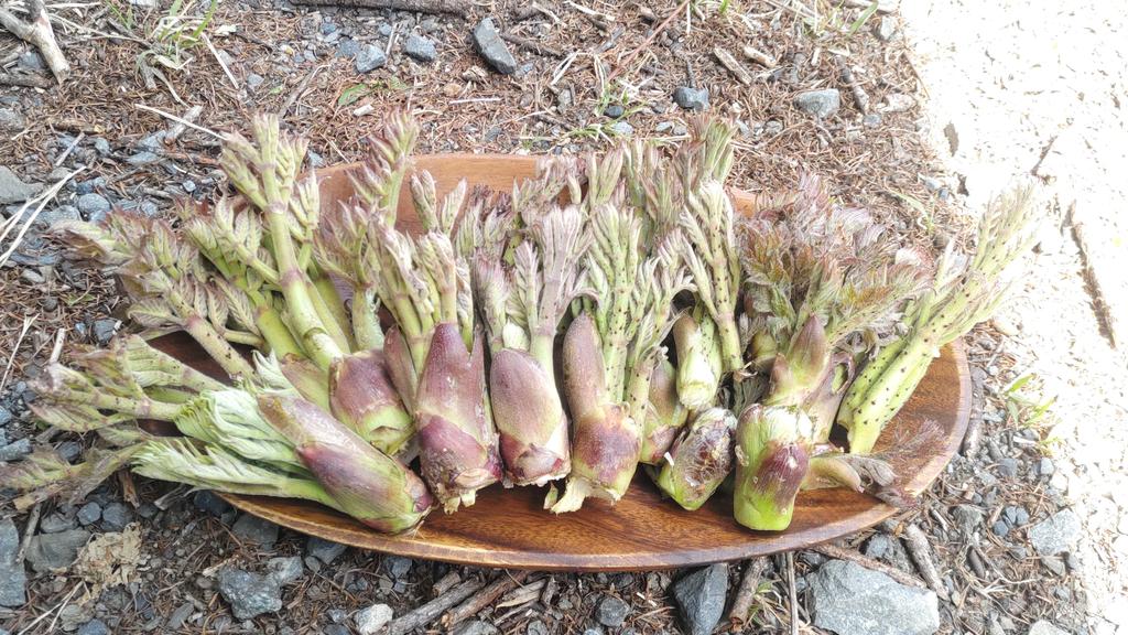 今日はめちゃくちゃ暑い！早朝から山菜採りで山に入るとタラッペがまぁまぁ出てるじゃないの♪そんな感じで25本GET！芽が出てないのもあったからまだまだ採れそう(*´д`*)ﾊｧﾊｧ