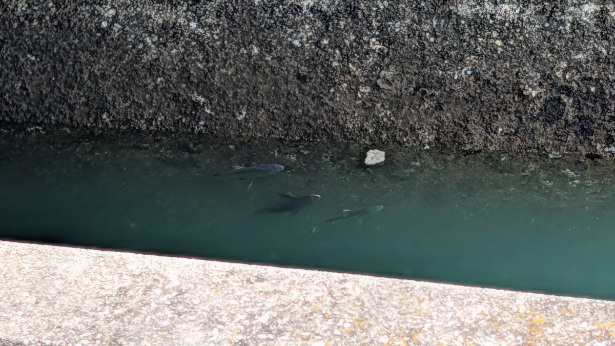 横浜来たけど黒鯛めっちゃいるwww