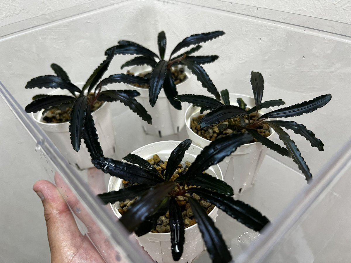 Blutan55 tweet media