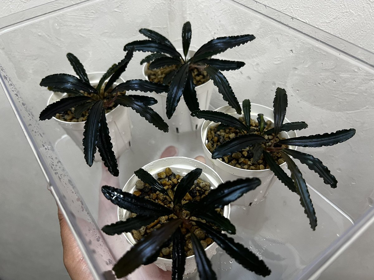 Blutan55 tweet media