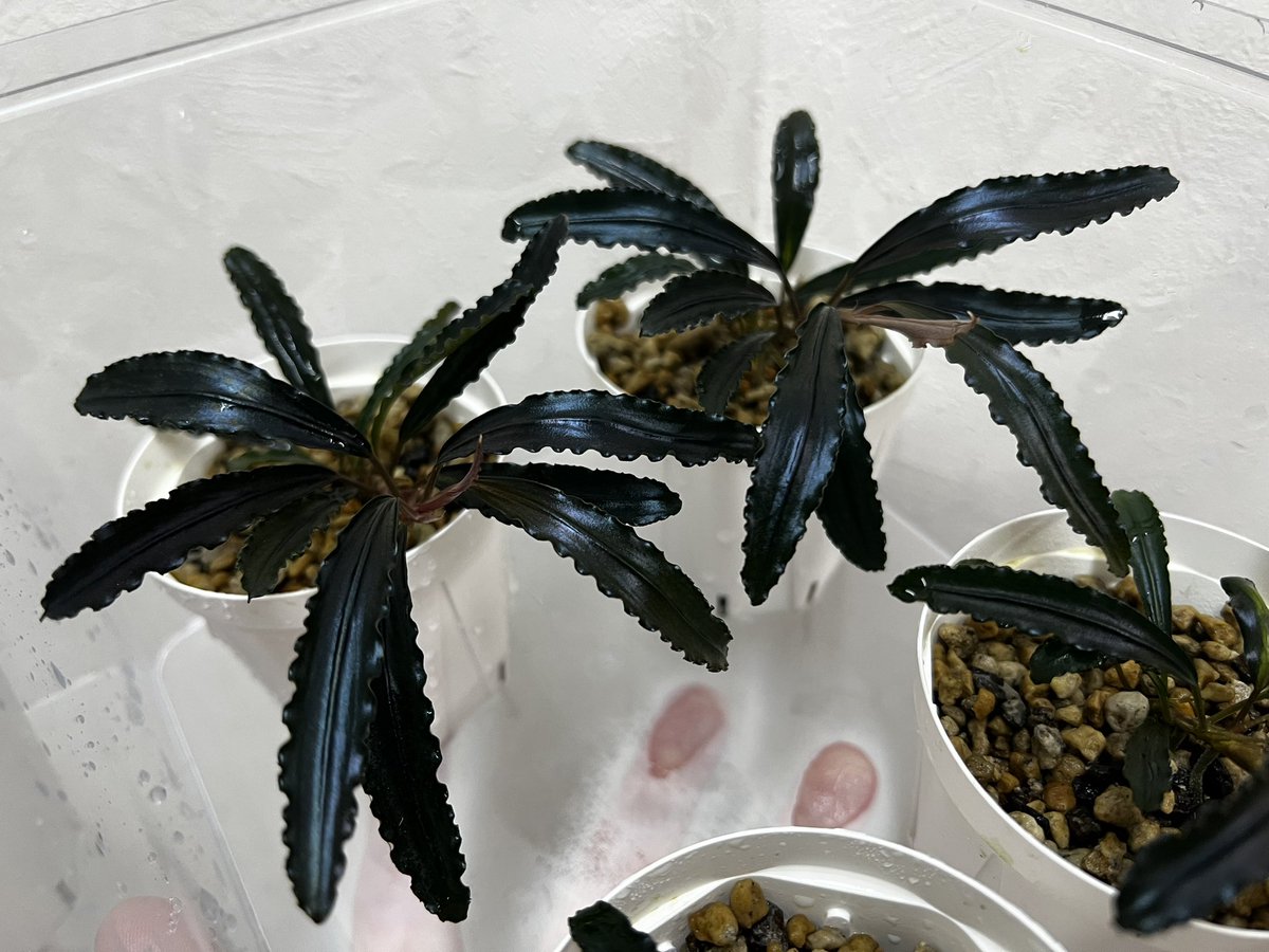 Blutan55 tweet media