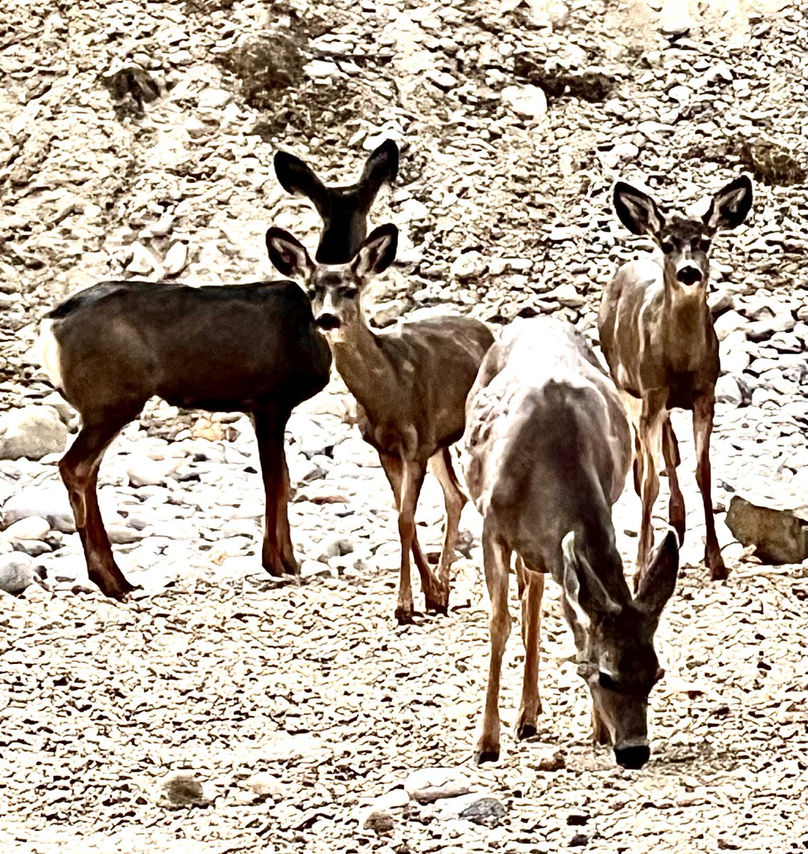 I Will Wander tweet media