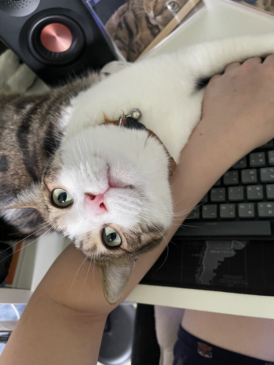 WR X Nana Hachi Hana tweet media