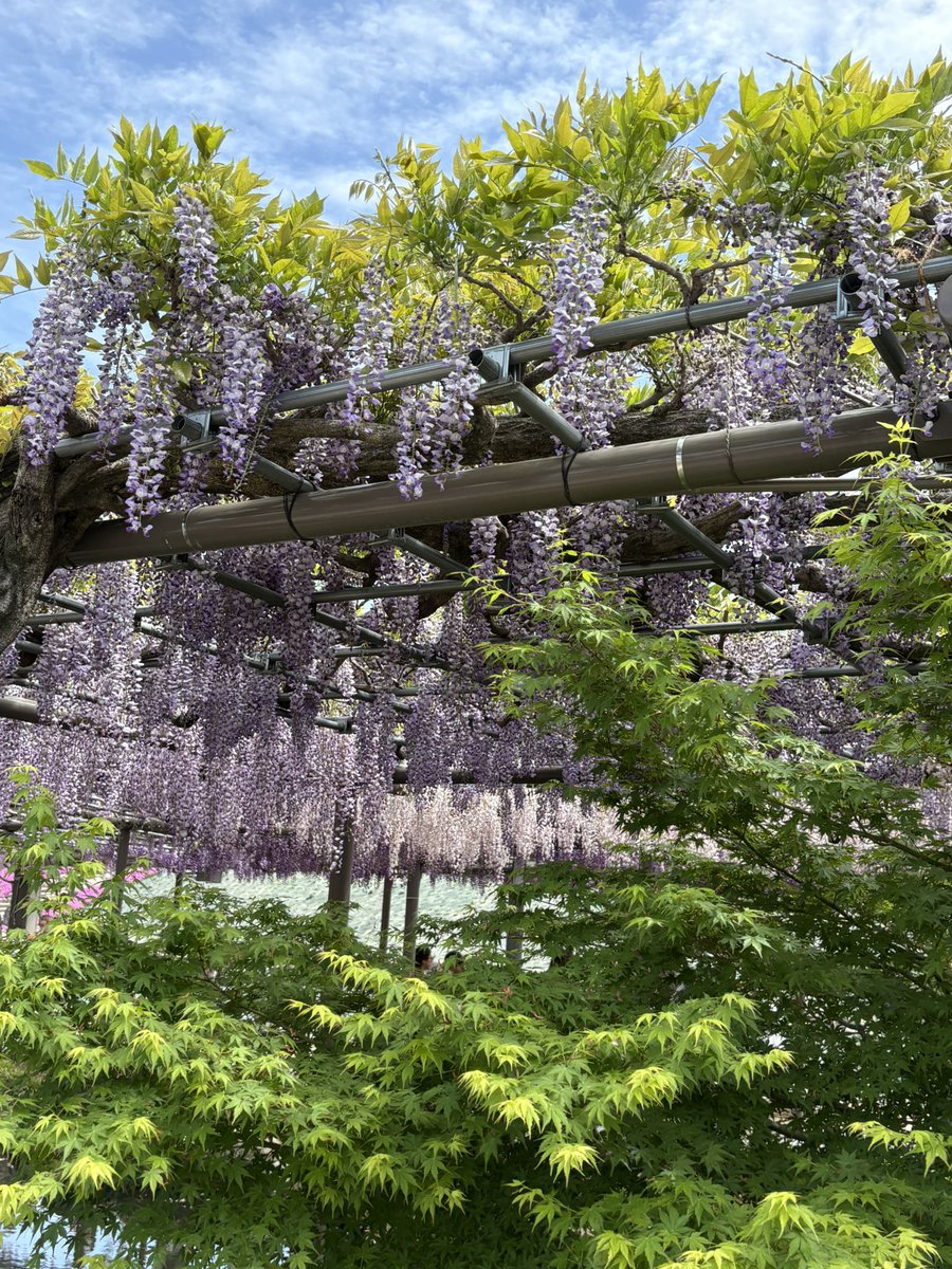 あんばたあ tweet media