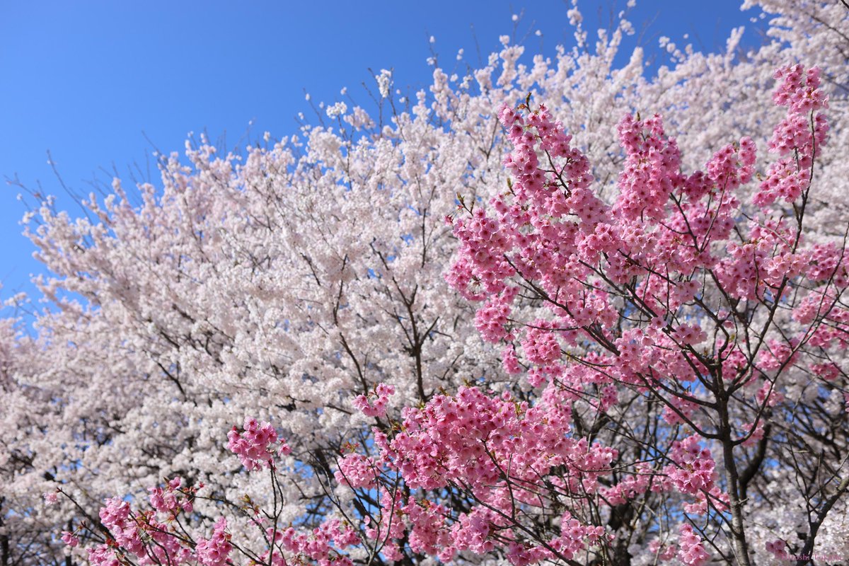 徳田ヒロシ tweet media